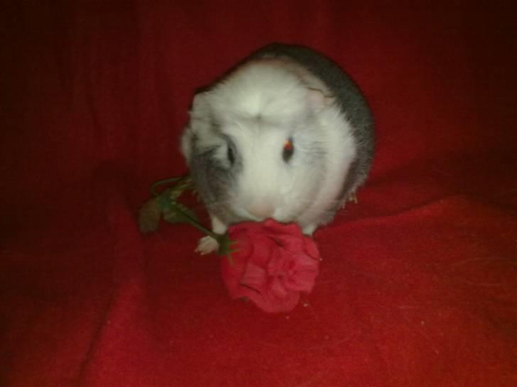 Marsvin ~Snefnug~(Fnugi) R.I.P ;C - Min søde lille Snefnug billede 1