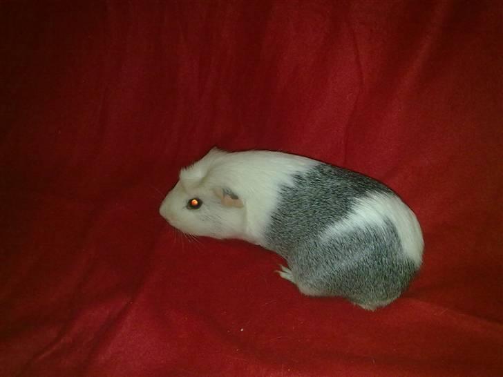 Marsvin ~Snefnug~(Fnugi) R.I.P ;C - Snefnug igen :D billede 2