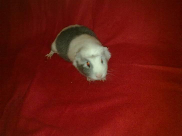 Marsvin ~Snefnug~(Fnugi) R.I.P ;C - Nuser<3 billede 3