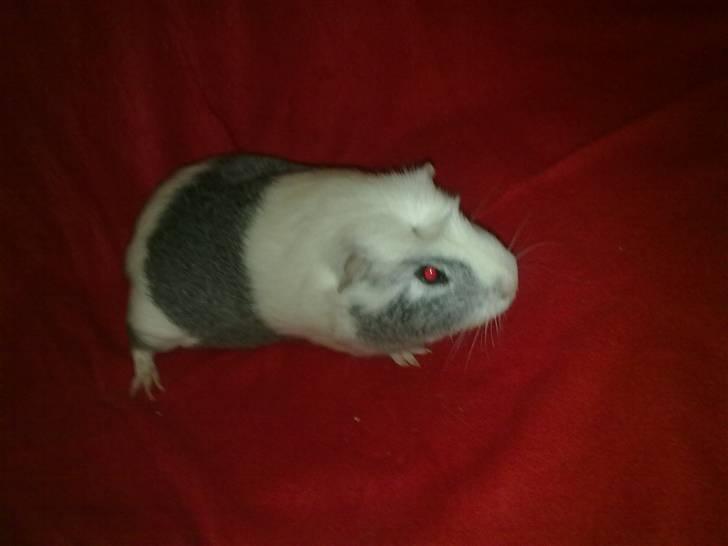 Marsvin ~Snefnug~(Fnugi) R.I.P ;C - Den er så sød;D billede 4