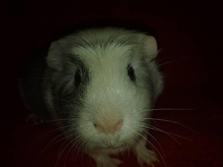 Marsvin ~Snefnug~(Fnugi) R.I.P ;C - HEHE billede 5