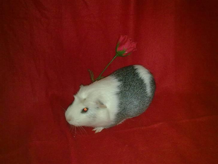 Marsvin ~Snefnug~(Fnugi) R.I.P ;C - SnefnugC: billede 6