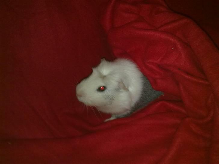 Marsvin ~Snefnug~(Fnugi) R.I.P ;C - Hygge Hygge:D billede 7