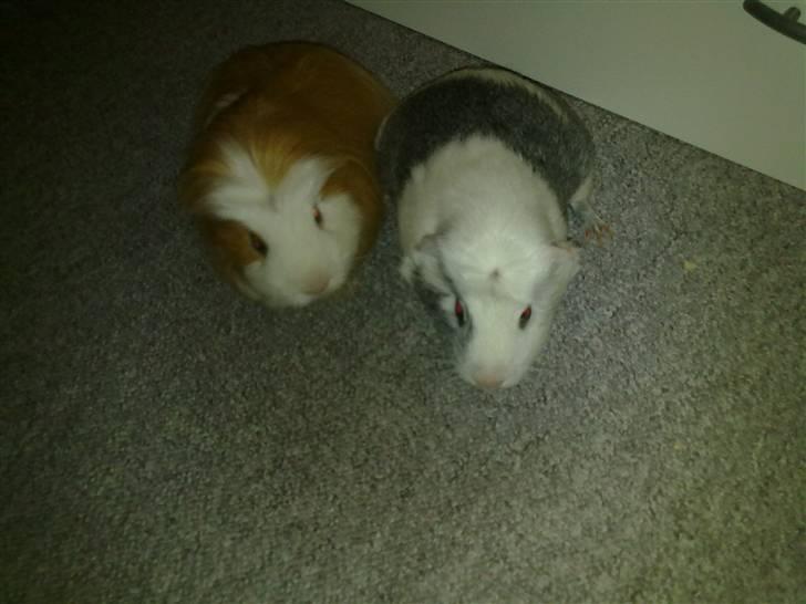 Marsvin ~Snefnug~(Fnugi) R.I.P ;C - De Fantastiske brødre (Putte og Snefnug) billede 8