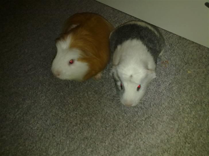 Marsvin ~Snefnug~(Fnugi) R.I.P ;C - Putte og Snefnug <3 billede 9
