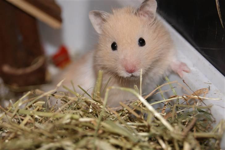Hamster - KiLLER PREBEN © - Velkommen til Preben :-D - Photoshot by Simone Filander © billede 2