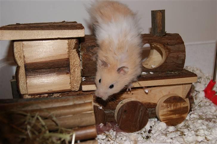 Hamster - KiLLER PREBEN © - Photoshot by Simone Filander © billede 3