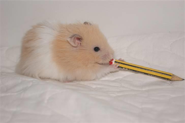 Hamster - KiLLER PREBEN © - Photoshot by Simone Filander © billede 5