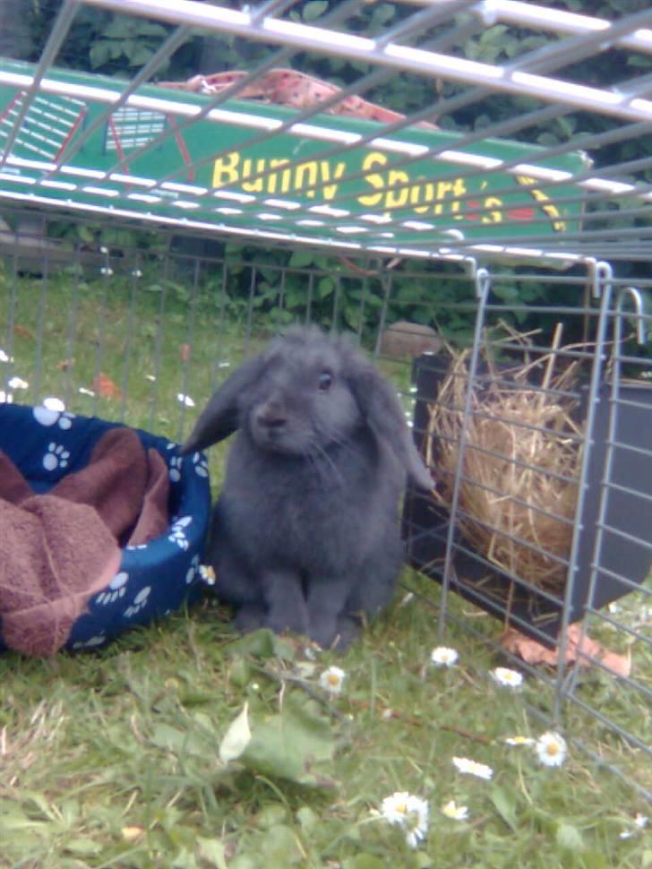 Kanin Smilla billede 12