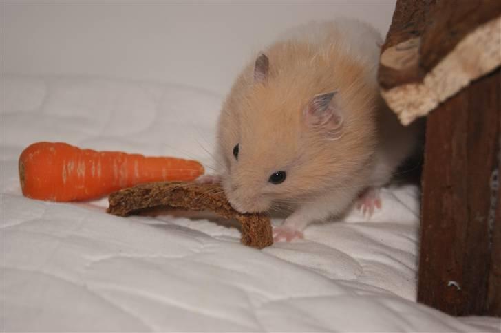 Hamster - KiLLER PREBEN © - Photoshot by Simone Filander © billede 8