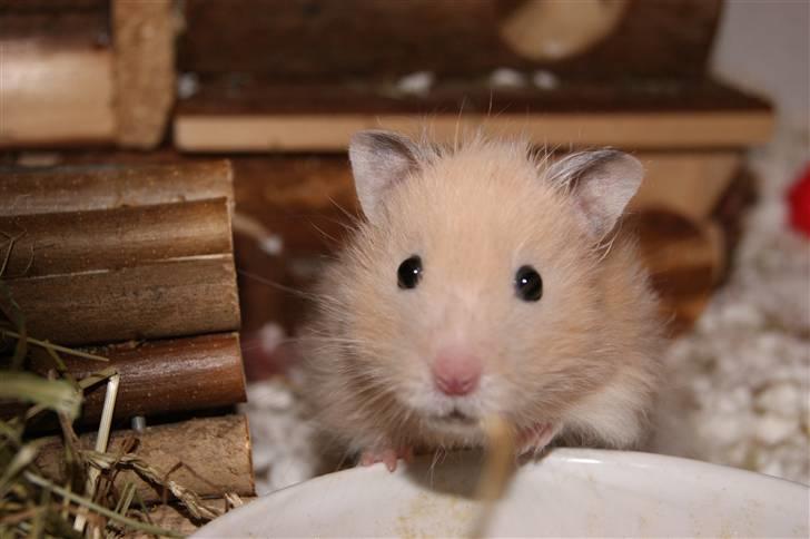 Hamster - KiLLER PREBEN © - Photoshot by Simone Filander © billede 9