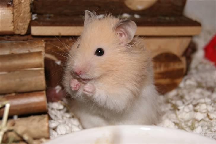 Hamster - KiLLER PREBEN © - Photoshot by Simone Filander © billede 10