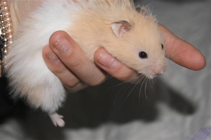 Hamster - KiLLER PREBEN © - Photoshot by Simone Filander © billede 11
