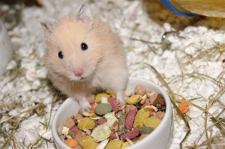 Hamster - KiLLER PREBEN © - Photoshot by Simone Filander © billede 12