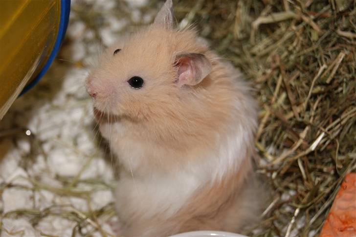 Hamster - KiLLER PREBEN © - Photoshot by Simone Filander © billede 14