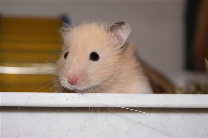 Hamster - KiLLER PREBEN © - Photoshot by Simone Filander © billede 16