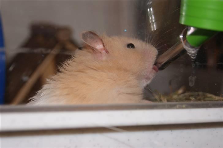 Hamster - KiLLER PREBEN © - Photoshot by Simone Filander © billede 17