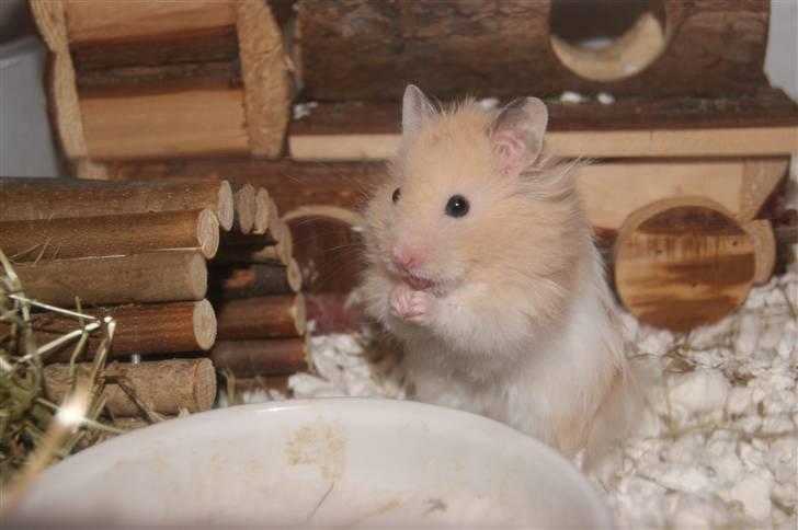Hamster - KiLLER PREBEN © - Photoshot by Simone Filander © billede 18