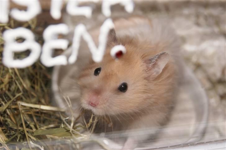 Hamster - KiLLER PREBEN © - Photoshot by Simone Filander © billede 20