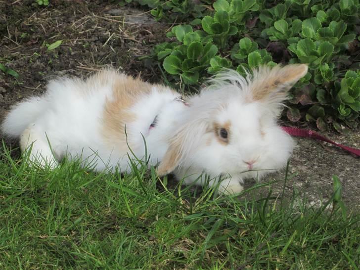 Kanin Amyson - 19/4 2011 billede 2