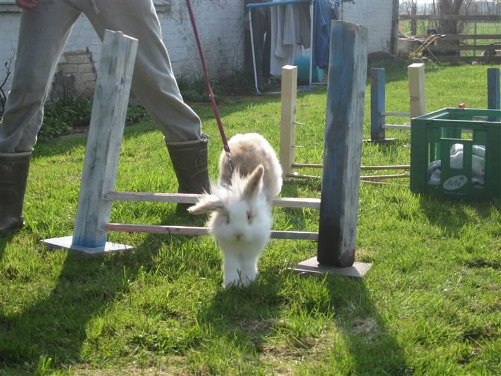 Kanin Amyson - 19/4 2011 billede 7