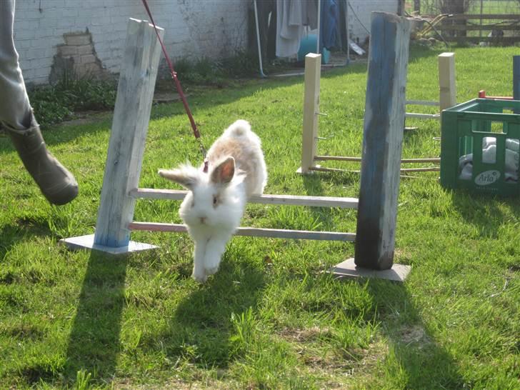 Kanin Amyson - 19/4 2011 billede 11