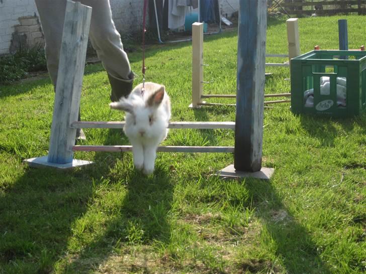 Kanin Amyson - 19/4 2011 billede 12