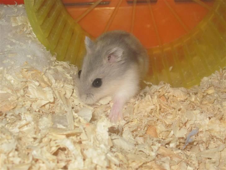 Dværghamster stald becca's Krudt - lille krudt taget d.23/2-2011 billede 1
