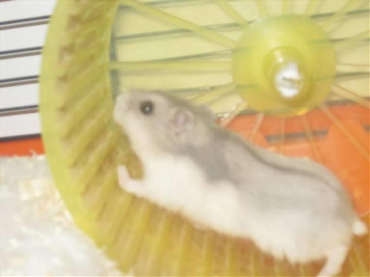 Dværghamster stald becca's Krudt - i hjulet  billede 2