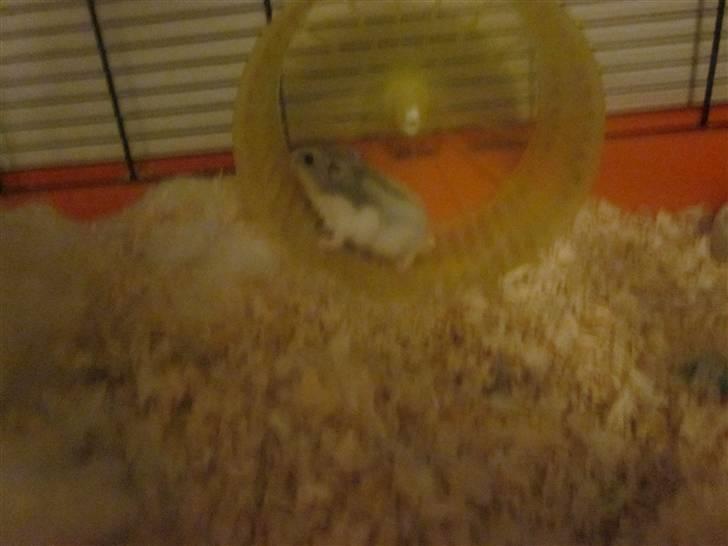 Dværghamster stald becca's Krudt - dårlig kvalitet ups!!.......... billede 3