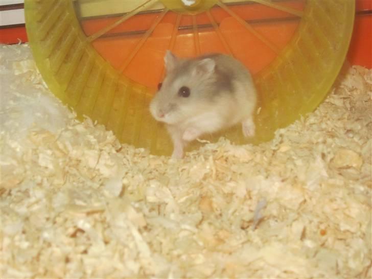 Dværghamster stald becca's Krudt billede 4