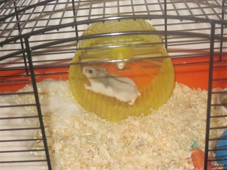 Dværghamster stald becca's Krudt billede 5