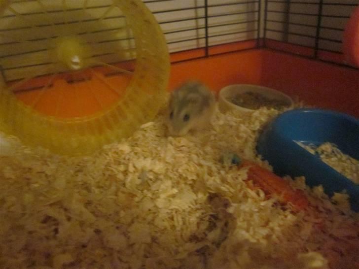 Dværghamster stald becca's Krudt billede 6