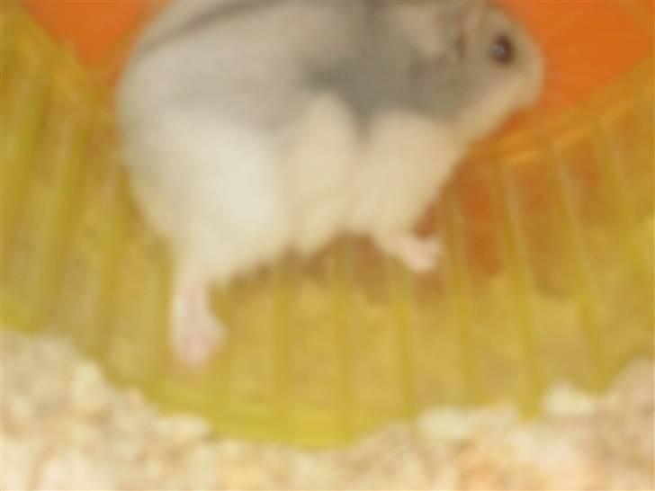 Dværghamster stald becca's Krudt billede 7