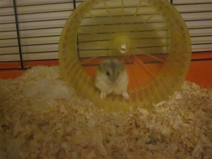 Dværghamster stald becca's Krudt billede 9