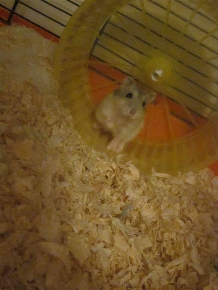 Dværghamster stald becca's Krudt billede 10