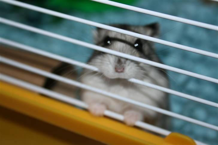 Dværghamster Elliott *RIP* <3 billede 15