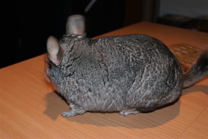 Chinchilla Jackson - Meeen det gik :D billede 19