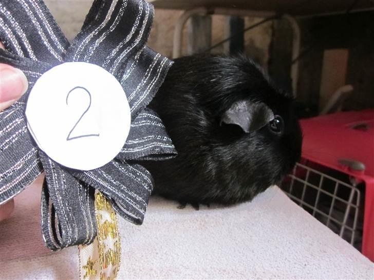 Marsvin ¨˜°º•¤ Stald Kiwis Speedy .R.I.P ¤•º°˜¨  - Speedy med sin nye præmie billede 2