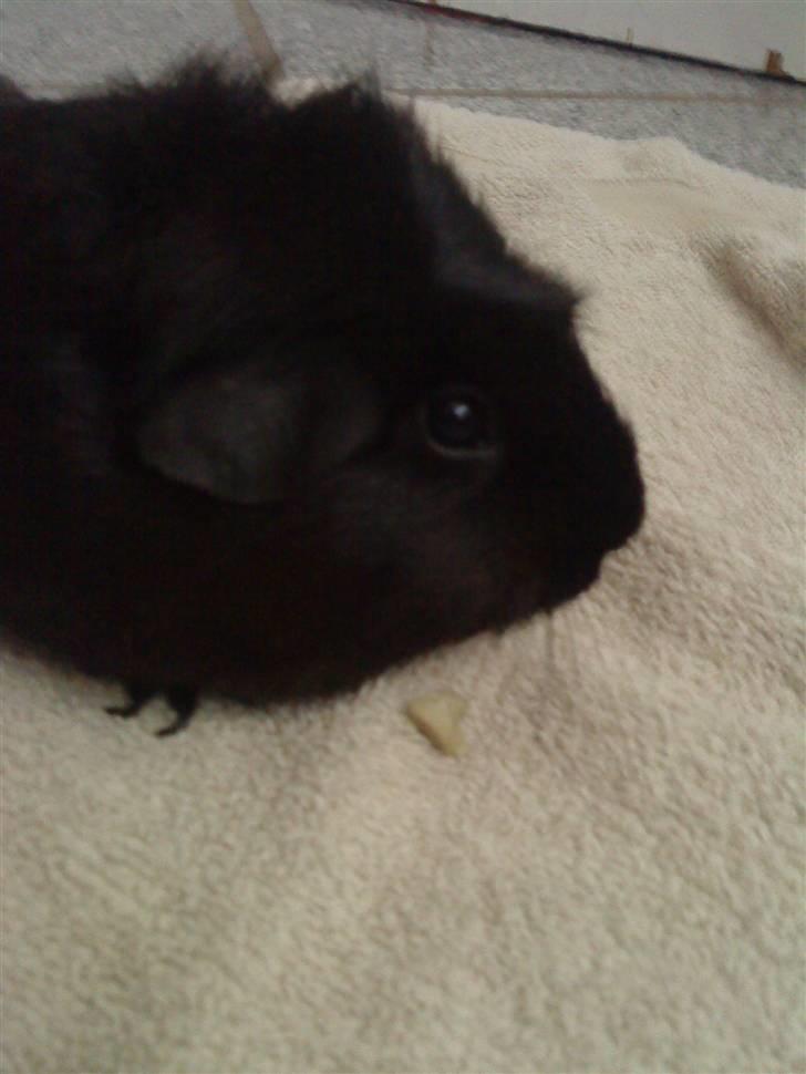 Marsvin ¨˜°º•¤ Stald Kiwis Speedy .R.I.P ¤•º°˜¨  - Speedy inde for. billede 3