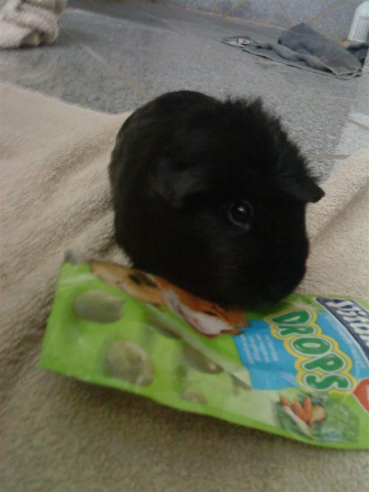 Marsvin ¨˜°º•¤ Stald Kiwis Speedy .R.I.P ¤•º°˜¨  - Speedy hygger sig. billede 4