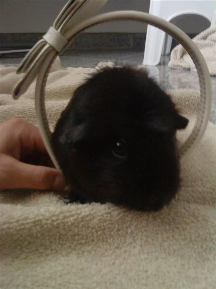 Marsvin ¨˜°º•¤ Stald Kiwis Speedy .R.I.P ¤•º°˜¨  - Speedy under et hårbånd hihi. billede 5