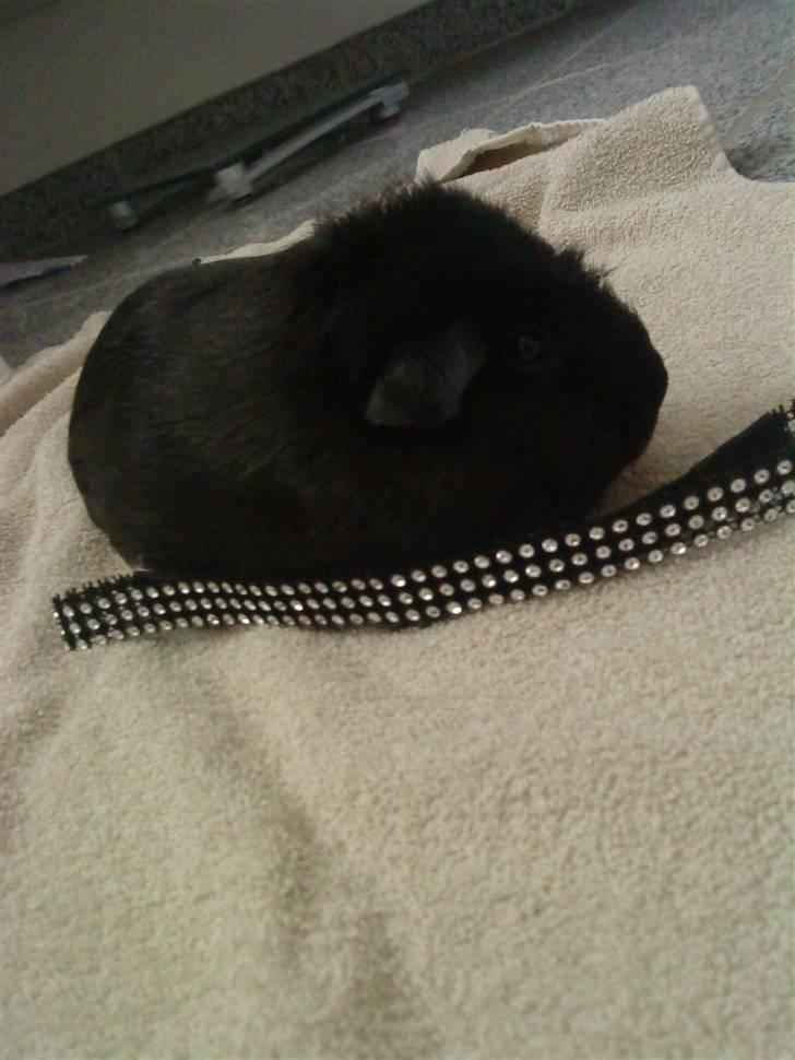 Marsvin ¨˜°º•¤ Stald Kiwis Speedy .R.I.P ¤•º°˜¨  - diamant Speedy. billede 6