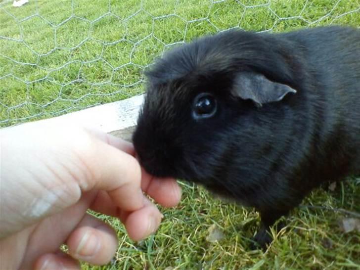 Marsvin ¨˜°º•¤ Stald Kiwis Speedy .R.I.P ¤•º°˜¨  - Nuser Speedy billede 7