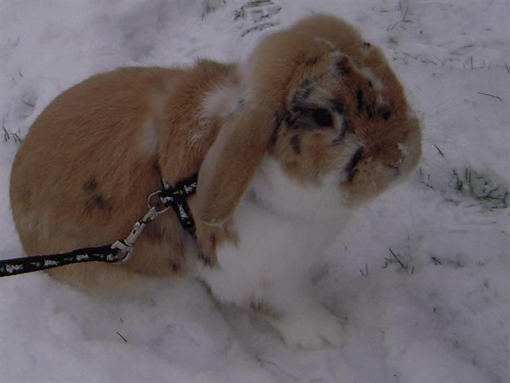 Kanin Nuser ( den Nye spring kanin ) billede 10