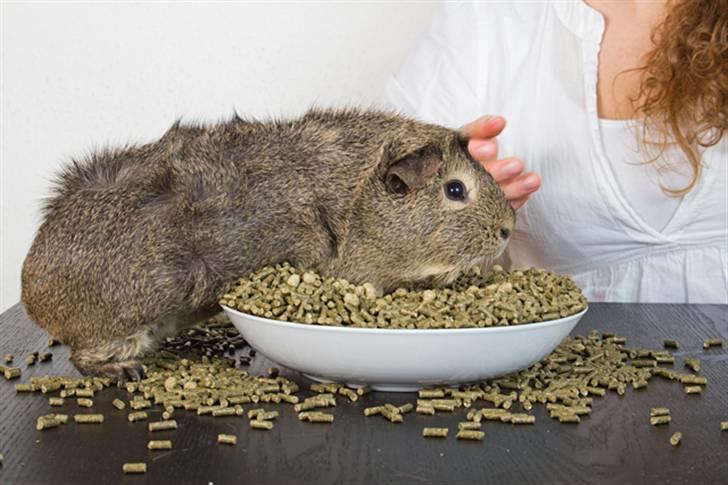 Marsvin Mulle - Dårlige spisebordsmanérer... billede 15