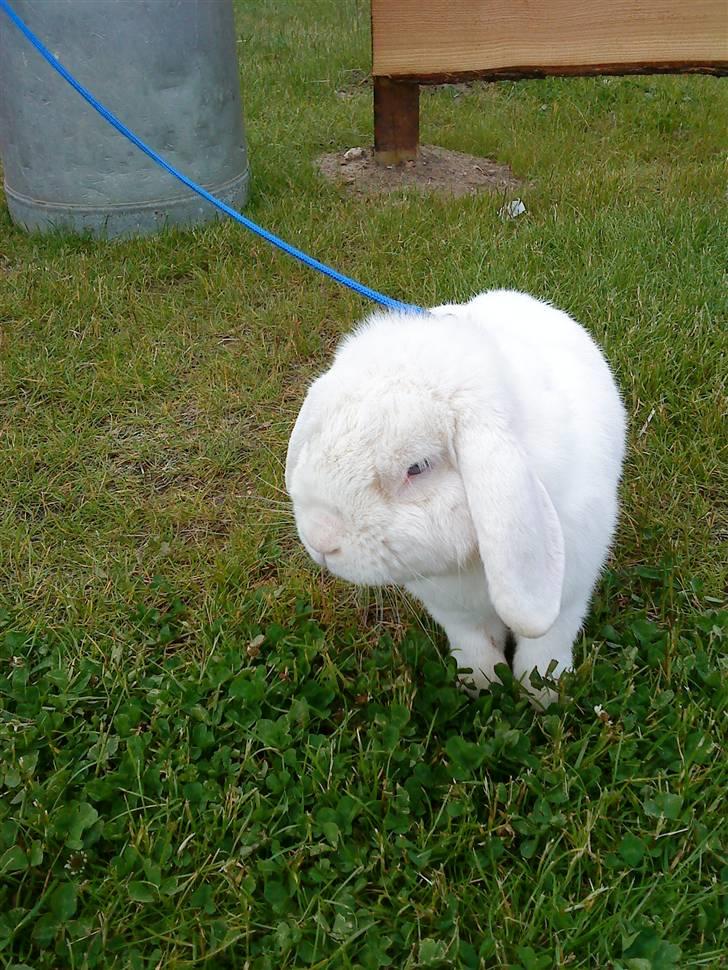 Kanin Stampe..R.I.P, SAVNER DIG <3  - er han ikke bare sød............................ hi hi hi hi hi  billede 9