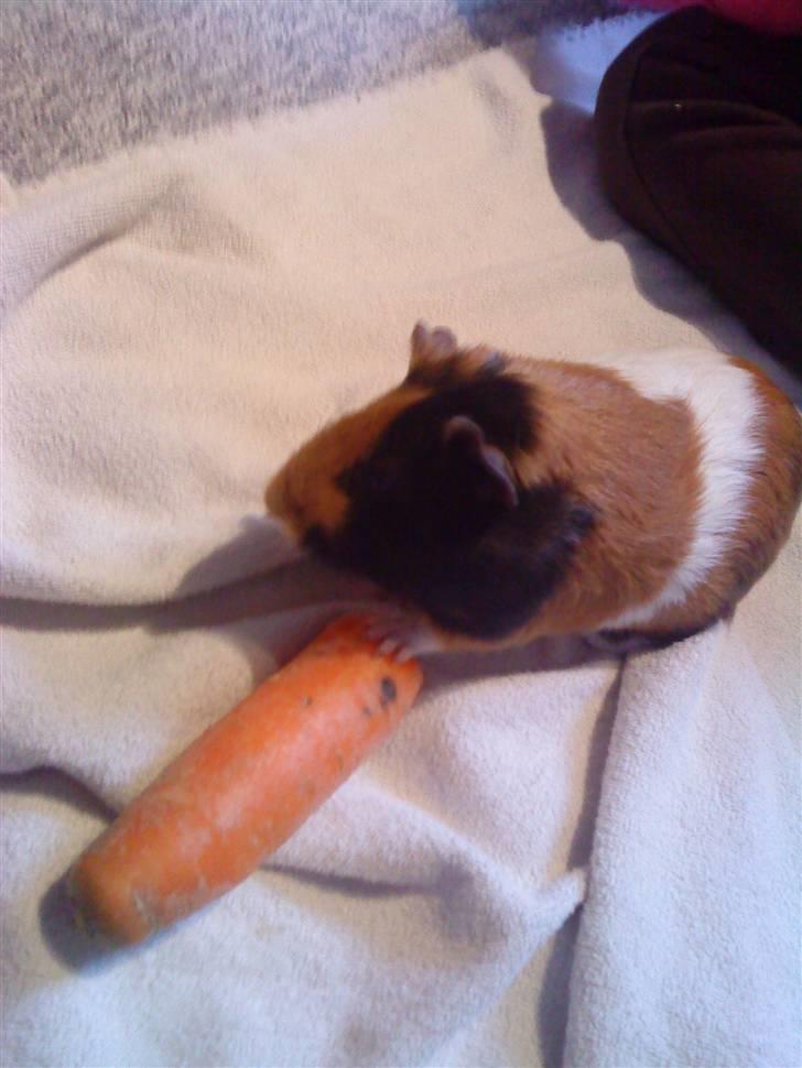 Marsvin ¨˜°º•¤ Stald Kiwis Apple R.I.P ¤•º°˜¨  - se der billede 2