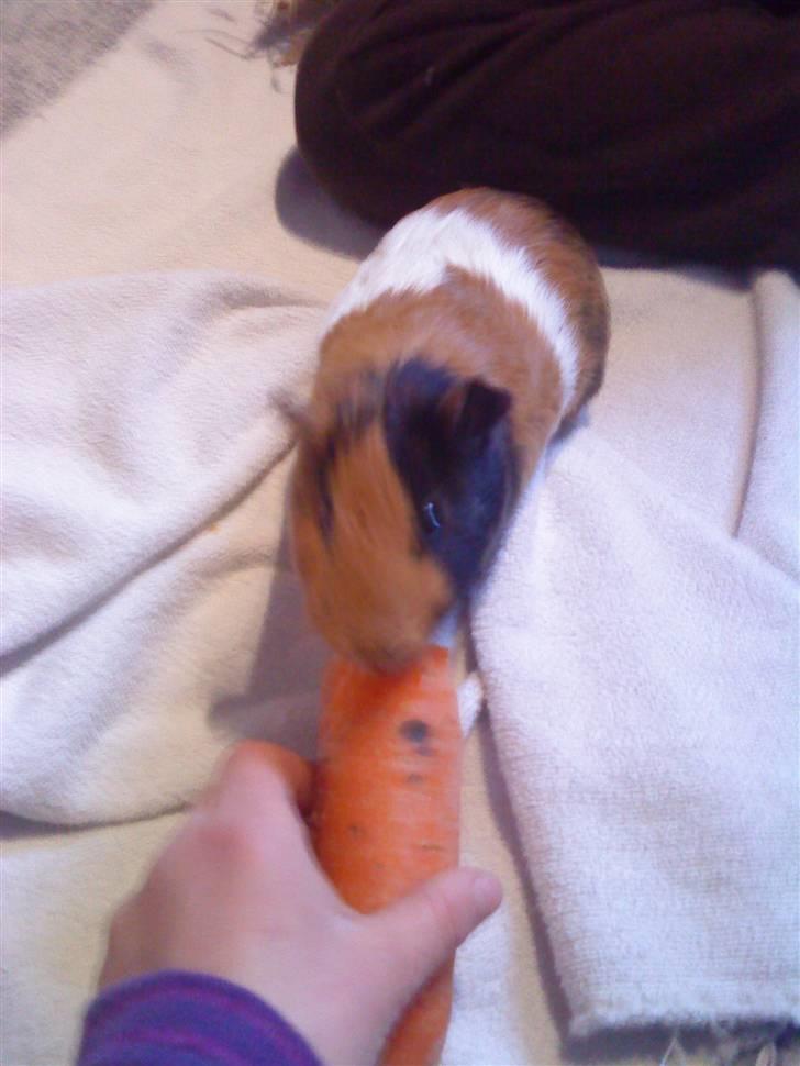 Marsvin ¨˜°º•¤ Stald Kiwis Apple R.I.P ¤•º°˜¨  - det er aldtid godt med en gulerud billede 3