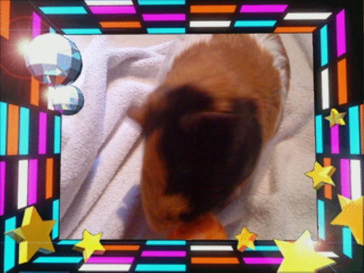 Marsvin ¨˜°º•¤ Stald Kiwis Apple R.I.P ¤•º°˜¨  - Party billede 5